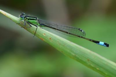 Agrion élégant
