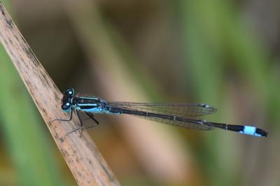 Agrion élégant