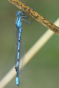 Agrion porte-coupe