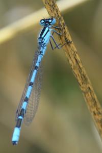 Agrion porte-coupe