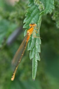 Agrion nain 