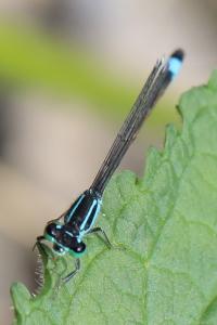 Agrion élégant