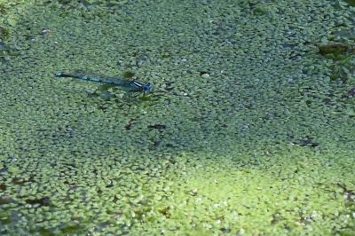 Agrion de Vander Linden