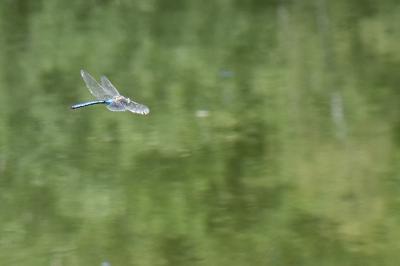 Anax empereur 
