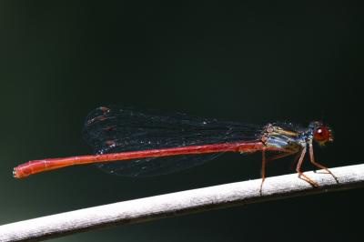 Agrion délicat