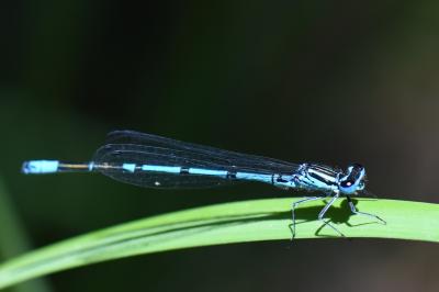 Agrion jouvencelle