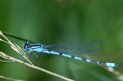 Agrion porte-coupe