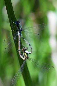 Leste fiancé