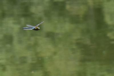 Anax empereur 