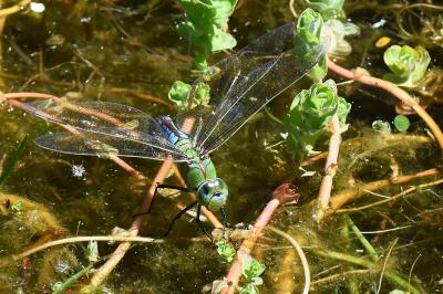 Anax empereur 