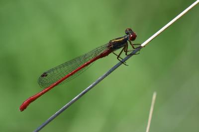 Agrion délicat