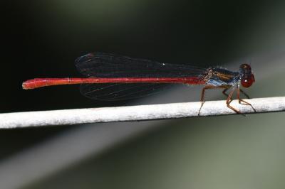 Agrion délicat