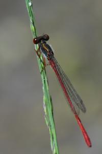 Agrion délicat