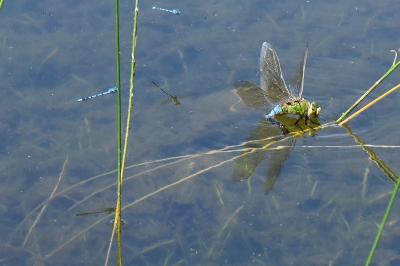 Anax empereur 