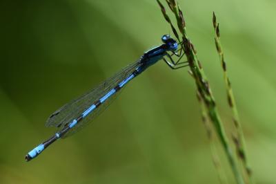 Agrion porte-coupe