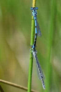 Agrion porte-coupe