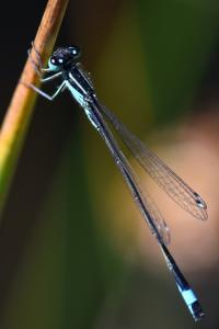 Agrion élégant