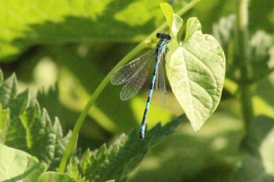 Agrion de Mercure