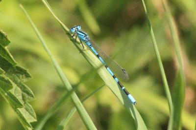 Agrion porte-coupe