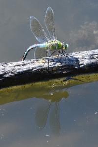 Anax empereur 
