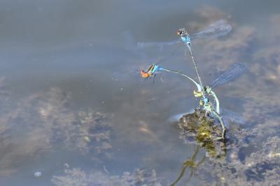 Naïade au corps vert 