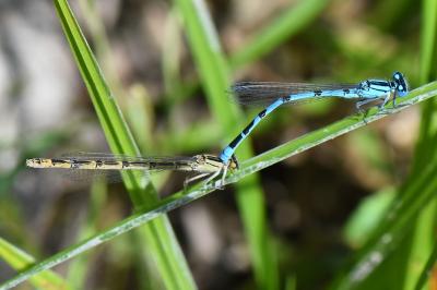 Agrion porte-coupe