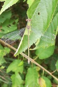 Leste vert