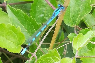 Agrion porte-coupe