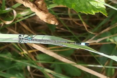 Agrion élégant