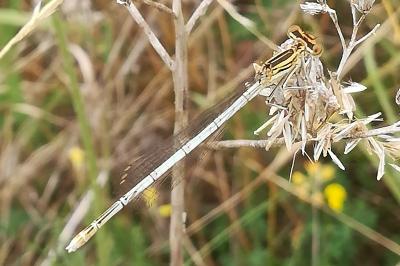 Agrion à larges pattes