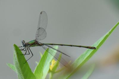 Leste vert