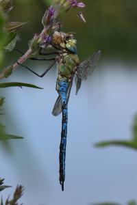 Anax empereur 
