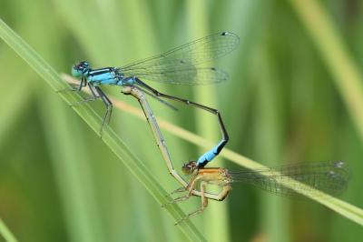 Agrion élégant