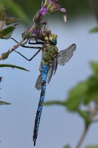 Anax empereur 