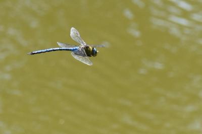 Anax empereur 