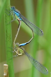 Agrion élégant
