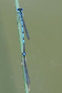 Agrion de Vander Linden