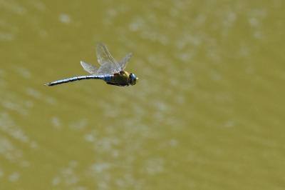 Anax empereur 