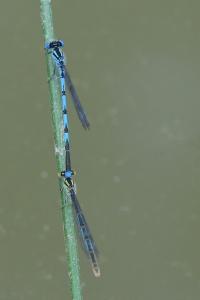Agrion de Vander Linden