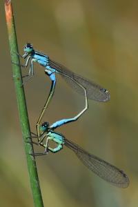 Agrion élégant