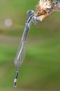 Agrion élégant