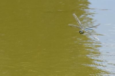 Anax empereur 