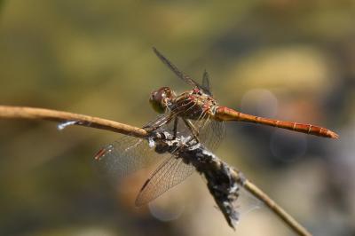 Sympetrum meridionale