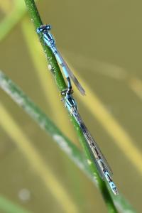 Agrion porte-coupe