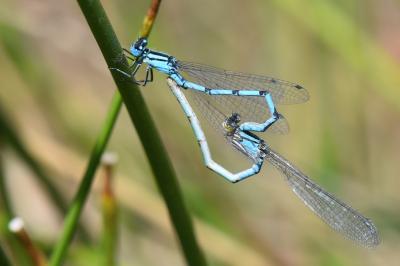 Agrion porte-coupe
