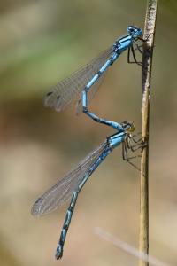 Agrion porte-coupe