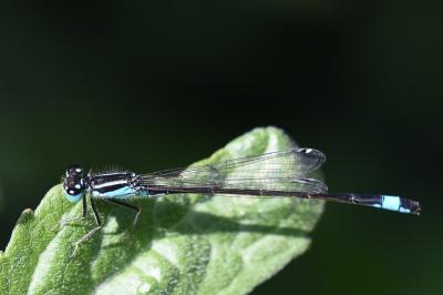 Agrion élégant