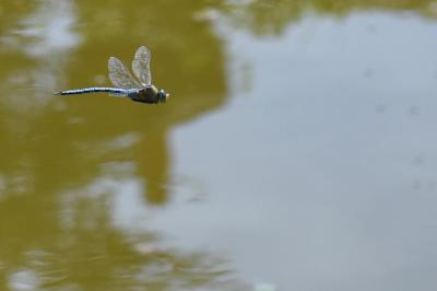Anax empereur 