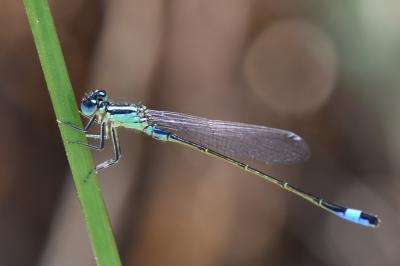 Agrion élégant
