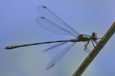 Leste vert